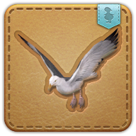 gull
