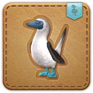 blue-footed booby